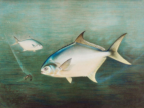 Pompano Black Ornate Wood Framed Art Print with Double Matting by Kilbourne, Samuel