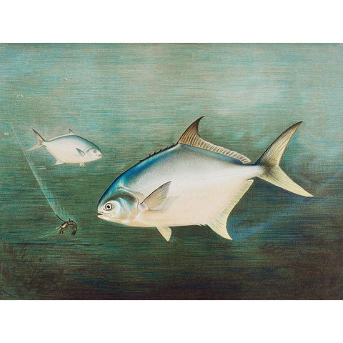 Pompano White Modern Wood Framed Art Print by Kilbourne, Samuel
