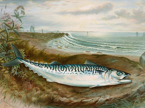 Mackerel fish Black Ornate Wood Framed Art Print with Double Matting by Kilbourne, Samuel