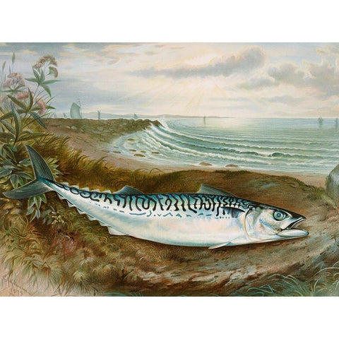 Mackerel fish Black Modern Wood Framed Art Print by Kilbourne, Samuel