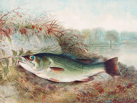 Largemouth Bass White Modern Wood Framed Art Print with Double Matting by Kilbourne, Samuel