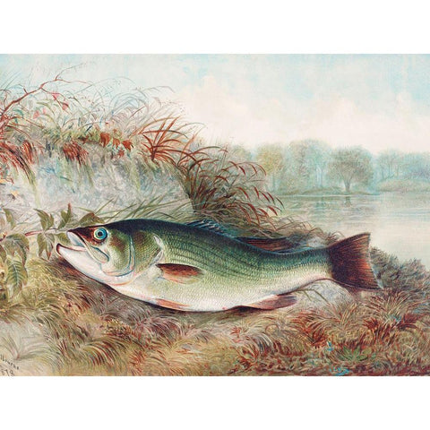 Largemouth Bass Black Modern Wood Framed Art Print by Kilbourne, Samuel