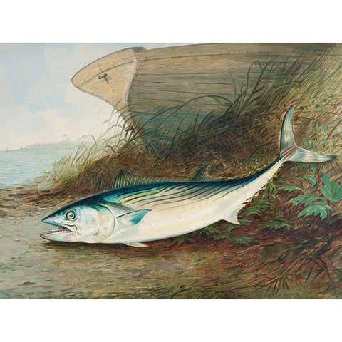 Mackerel White Modern Wood Framed Art Print by Kilbourne, Samuel