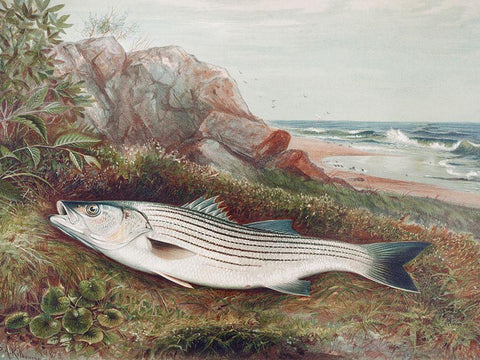 Striped bonito Black Ornate Wood Framed Art Print with Double Matting by Kilbourne, Samuel