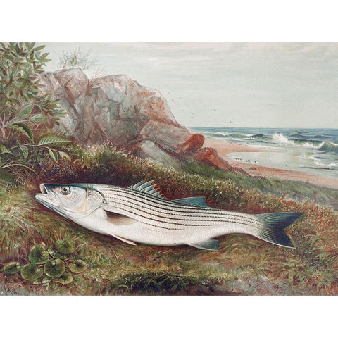Striped bonito Gold Ornate Wood Framed Art Print with Double Matting by Kilbourne, Samuel