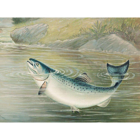 The California salmon White Modern Wood Framed Art Print by Kilbourne, Samuel