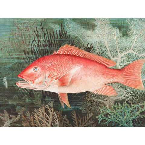 Northern Red SnapperÂ  Gold Ornate Wood Framed Art Print with Double Matting by Kilbourne, Samuel