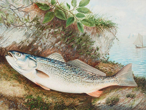 The Weakfish Black Ornate Wood Framed Art Print with Double Matting by Kilbourne, Samuel
