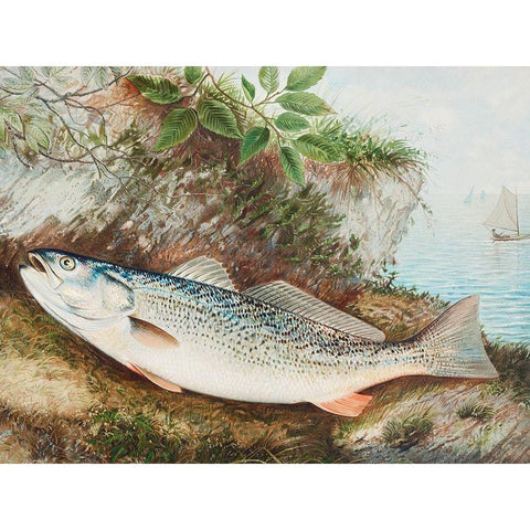 The Weakfish White Modern Wood Framed Art Print by Kilbourne, Samuel