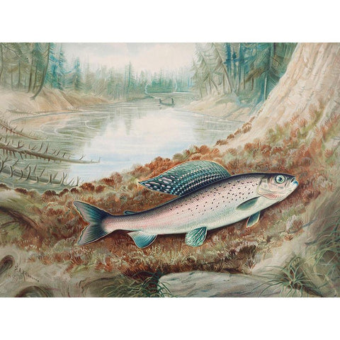 Arctic Grayling Gold Ornate Wood Framed Art Print with Double Matting by Kilbourne, Samuel