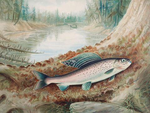 Arctic Grayling Black Ornate Wood Framed Art Print with Double Matting by Kilbourne, Samuel