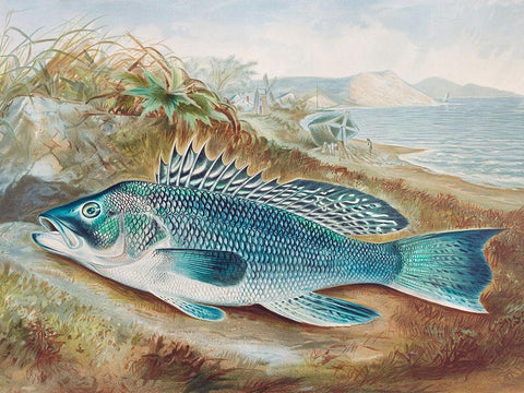The Sea Bass Black Ornate Wood Framed Art Print with Double Matting by Kilbourne, Samuel