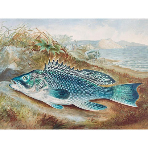 The Sea Bass White Modern Wood Framed Art Print by Kilbourne, Samuel