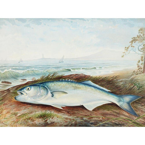 Sprat White Modern Wood Framed Art Print by Kilbourne, Samuel