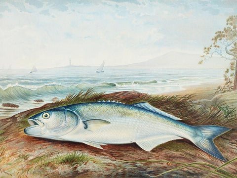 Sprat White Modern Wood Framed Art Print with Double Matting by Kilbourne, Samuel