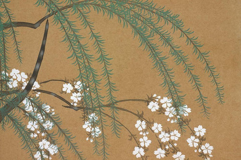 Blossoms from Momoyogusa White Modern Wood Framed Art Print with Double Matting by Sekka, Kamisaka