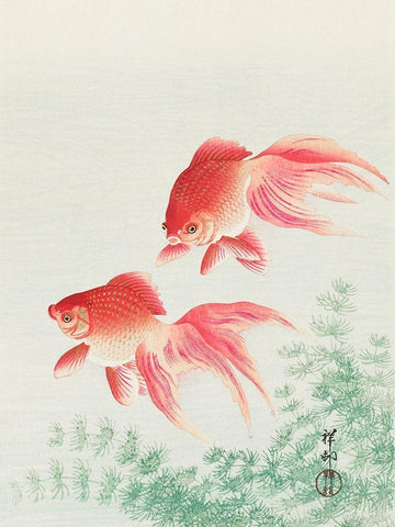 Two veil goldfish Black Ornate Wood Framed Art Print with Double Matting by Koson, Ohara