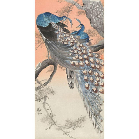 Two peacocks on tree branch Gold Ornate Wood Framed Art Print with Double Matting by Koson, Ohara