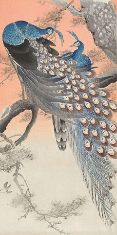 Two peacocks on tree branch White Modern Wood Framed Art Print with Double Matting by Koson, Ohara