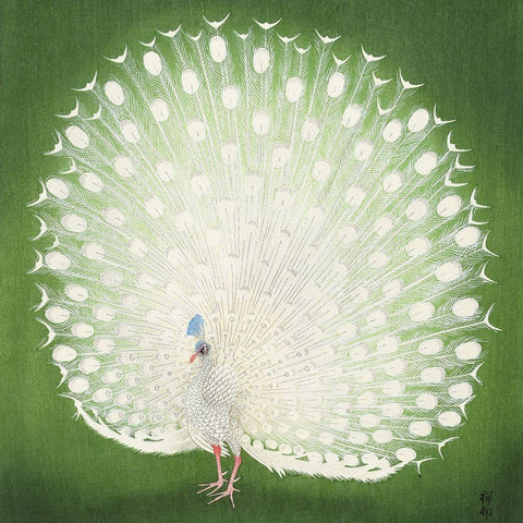 PeacockÂ  White Modern Wood Framed Art Print by Koson, Ohara