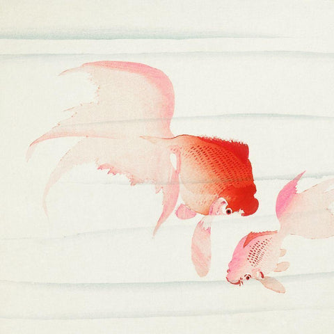 Gold fish White Modern Wood Framed Art Print by Koson, Ohara