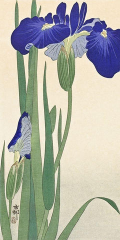 Blue Irises White Modern Wood Framed Art Print with Double Matting by Koson, Ohara