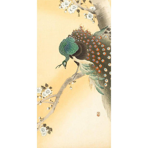 Peacock on a cherry blossom tree White Modern Wood Framed Art Print by Koson, Ohara