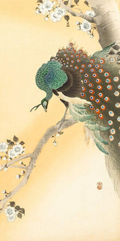 Peacock on a cherry blossom tree Black Ornate Wood Framed Art Print with Double Matting by Koson, Ohara