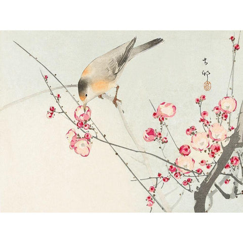 Songbird on blossom branch Gold Ornate Wood Framed Art Print with Double Matting by Koson, Ohara