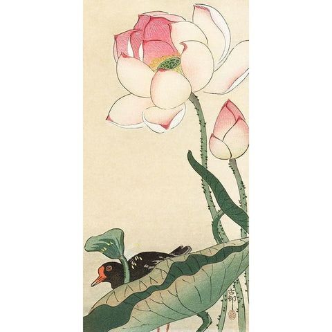 Gallinule with Lotus Flowers White Modern Wood Framed Art Print by Koson, Ohara