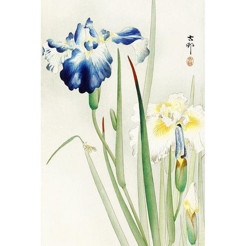 Irises Black Modern Wood Framed Art Print with Double Matting by Koson, Ohara