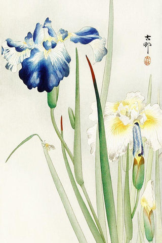 Irises White Modern Wood Framed Art Print with Double Matting by Koson, Ohara