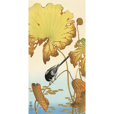 Japanese wagtail on lotus plant Black Modern Wood Framed Art Print with Double Matting by Koson, Ohara