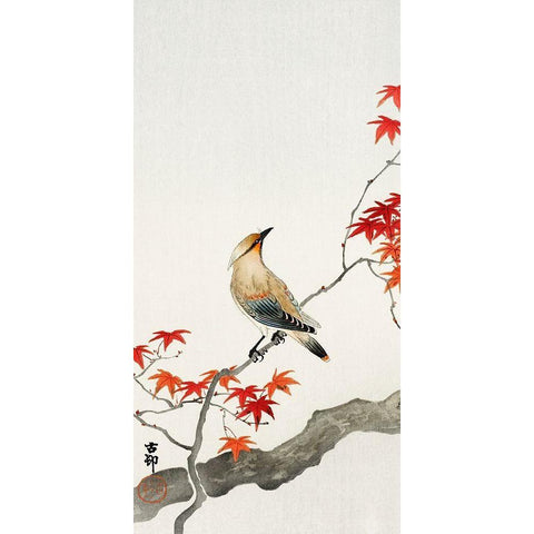 Japanese plague bird on maple Black Modern Wood Framed Art Print by Koson, Ohara