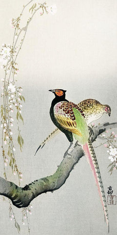 Couple pheasants and cherry blossom White Modern Wood Framed Art Print with Double Matting by Koson, Ohara