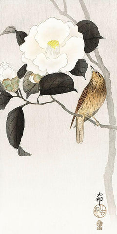 Songbird and flowering camellia White Modern Wood Framed Art Print with Double Matting by Koson, Ohara