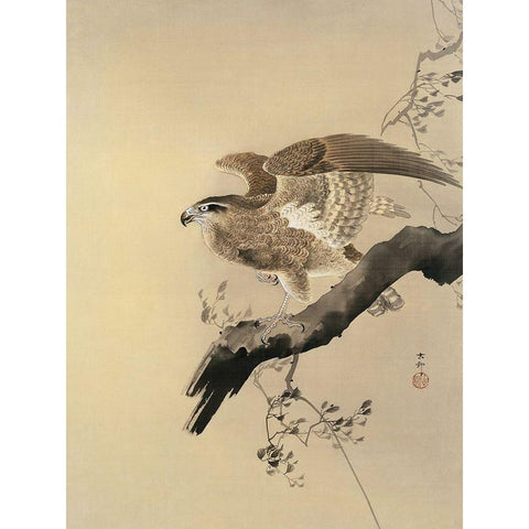 Hawk White Modern Wood Framed Art Print by Koson, Ohara