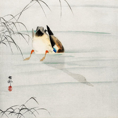 Mallard, the head under water Black Modern Wood Framed Art Print with Double Matting by Koson, Ohara