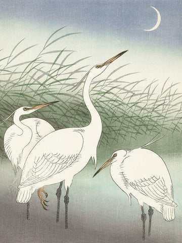 Herons in shallow water Black Ornate Wood Framed Art Print with Double Matting by Koson, Ohara