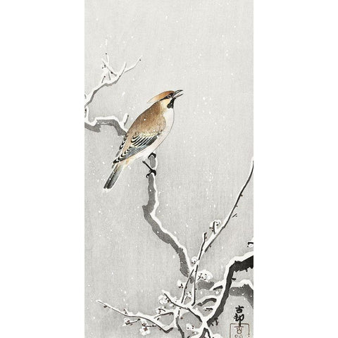 Bohemian bird on snowy branch Black Modern Wood Framed Art Print with Double Matting by Koson, Ohara