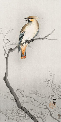 Japanese plague bird on branch White Modern Wood Framed Art Print with Double Matting by Koson, Ohara