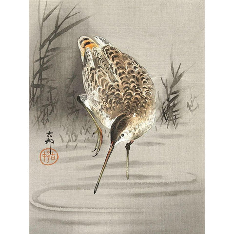 Snipe in the water Black Modern Wood Framed Art Print with Double Matting by Koson, Ohara