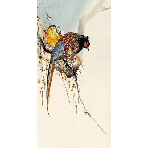 Pheasant couple and plum blossom Black Modern Wood Framed Art Print with Double Matting by Koson, Ohara