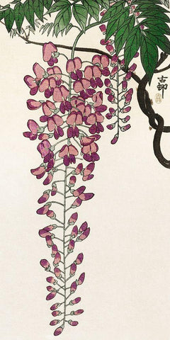 Blooming wisteria Black Ornate Wood Framed Art Print with Double Matting by Koson, Ohara