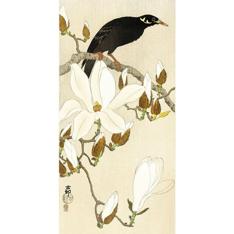 Myna on Magnolia Branch Black Modern Wood Framed Art Print with Double Matting by Koson, Ohara