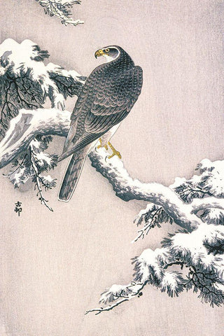 Goshawk on Snow-covered Pine Bough White Modern Wood Framed Art Print with Double Matting by Koson, Ohara