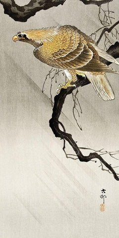 Eagle on branch White Modern Wood Framed Art Print with Double Matting by Koson, Ohara