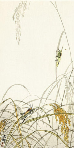 Grasshoppers on rice plants White Modern Wood Framed Art Print with Double Matting by Koson, Ohara