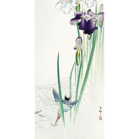 Kingfisher and irises Black Modern Wood Framed Art Print by Koson, Ohara