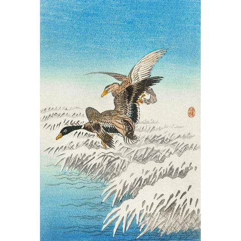 Pair of ducks flying over snowy reed collar White Modern Wood Framed Art Print by Koson, Ohara